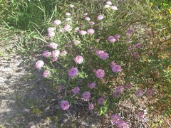 Pimelea rosea