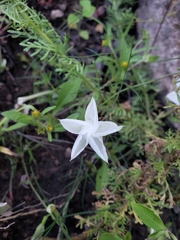 Ipomoea tenuiloba