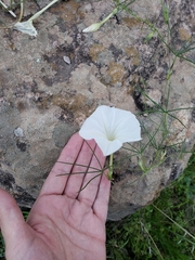 Ipomoea tenuiloba