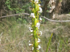 Prasophyllum fimbria