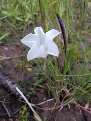 Ipomoea tenuiloba