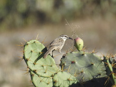 Campylorhynchus yucatanicus