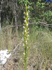 Prasophyllum fimbria