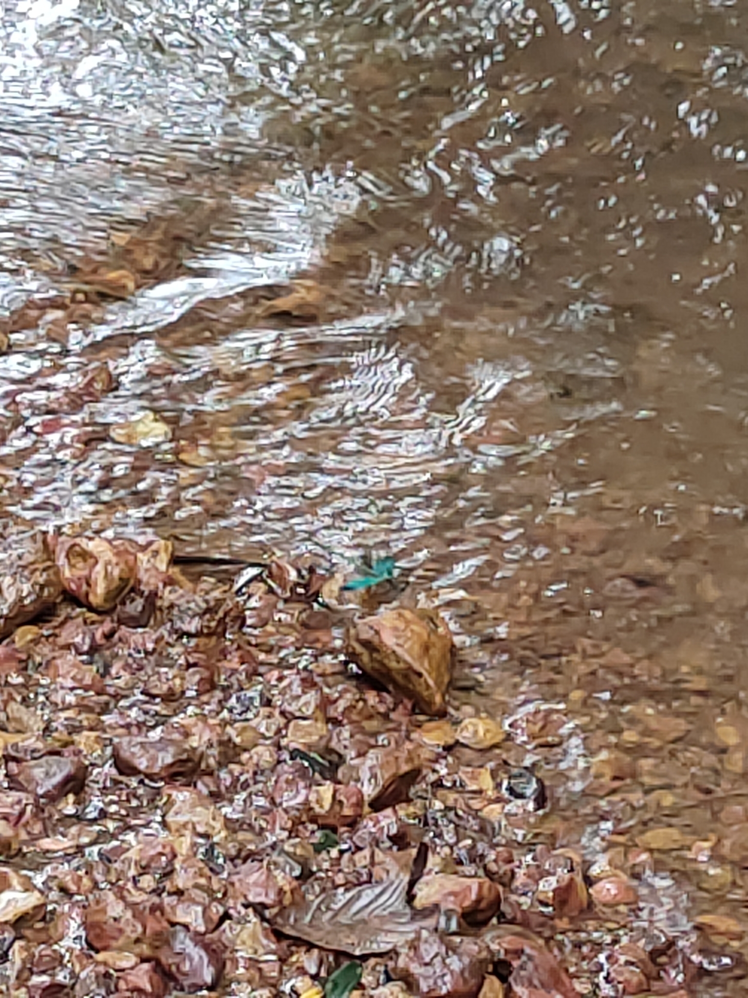 Green Metalwing