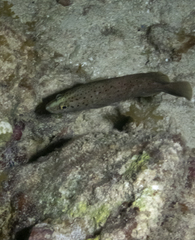 Rypticus subbifrenatus