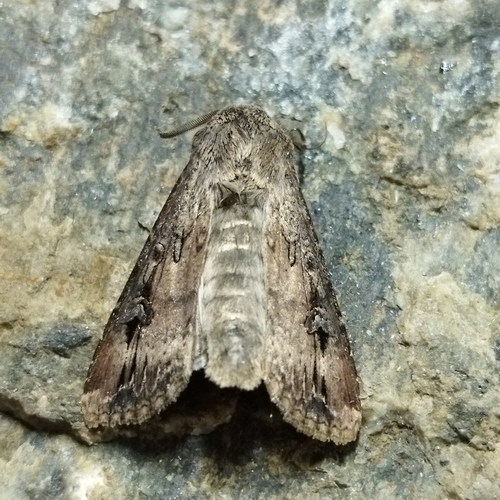 Photo of Ipsilon Dart Moth (Agrotis ipsilon)