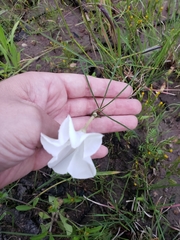 Ipomoea tenuiloba