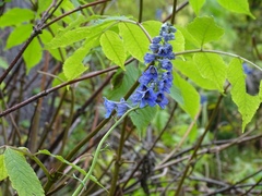 Delphinium cultorum