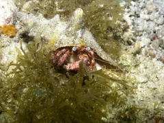 Dardanus venosus