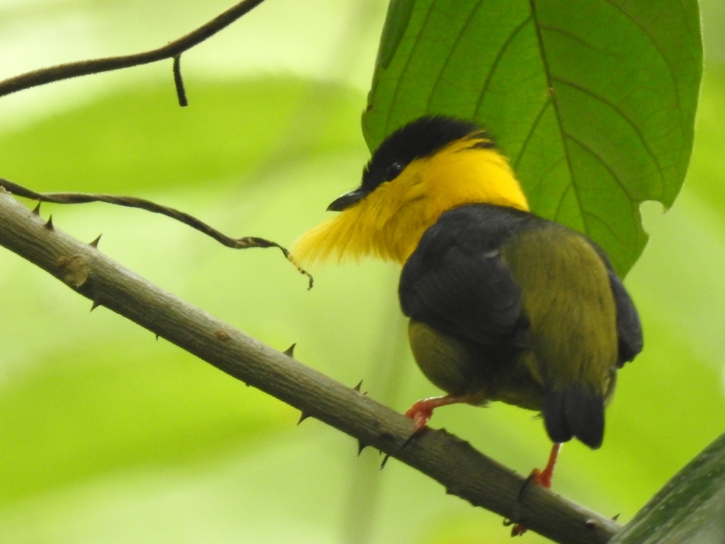 Golden-Collared Manakin