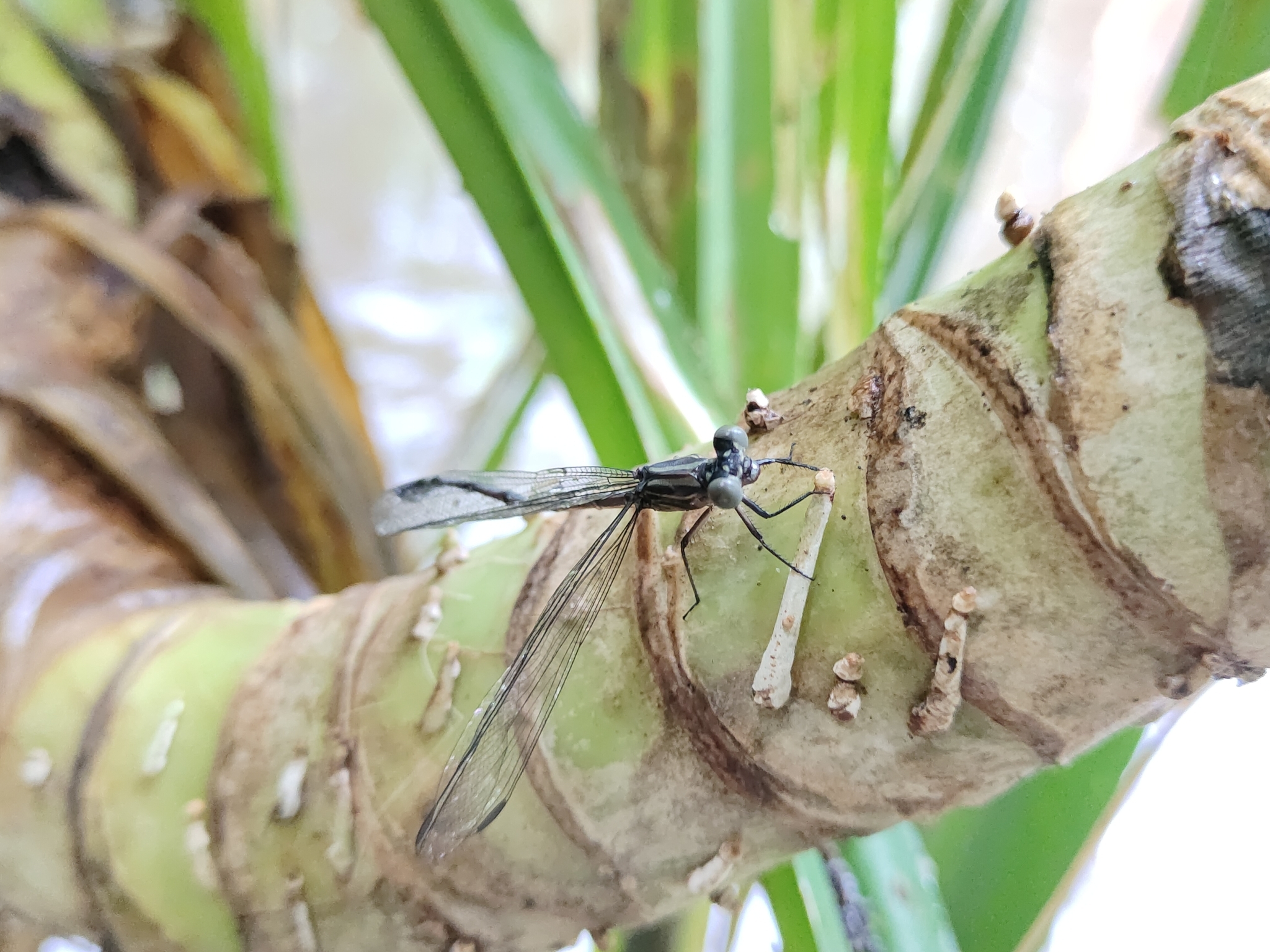 Malabar Satinwing