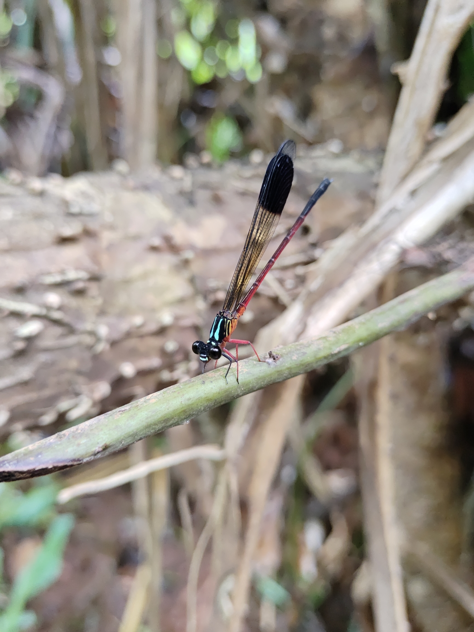 Malabar Satinwing