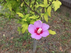 Hibiscus syriacus