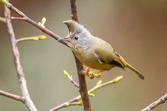 Stripe-Throated Yuhina photo 4