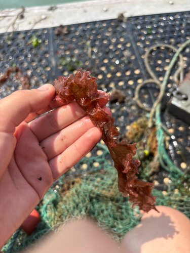 Grinnellia americana observed 2025-06-11