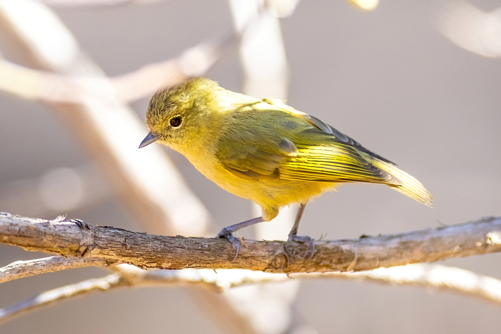 Yellow-Browed Tit