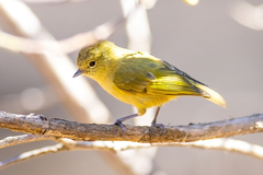 Yellow-Browed Tit photo 1
