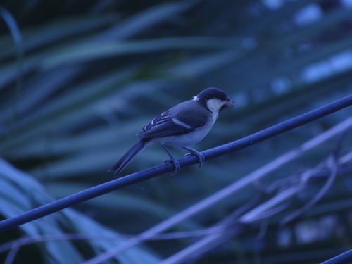 Asian Tit