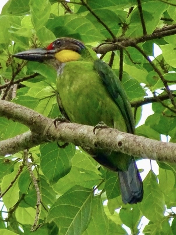 Golden-whiskered Barbet (Psilopogon chrysopogon), photo 3