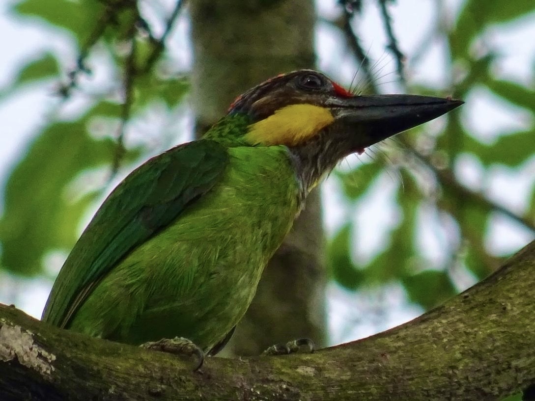 Golden-whiskered Barbet (Psilopogon chrysopogon), photo 4