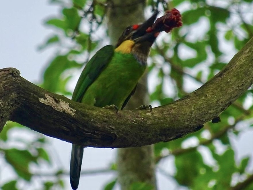 Golden-whiskered Barbet (Psilopogon chrysopogon), photo 5
