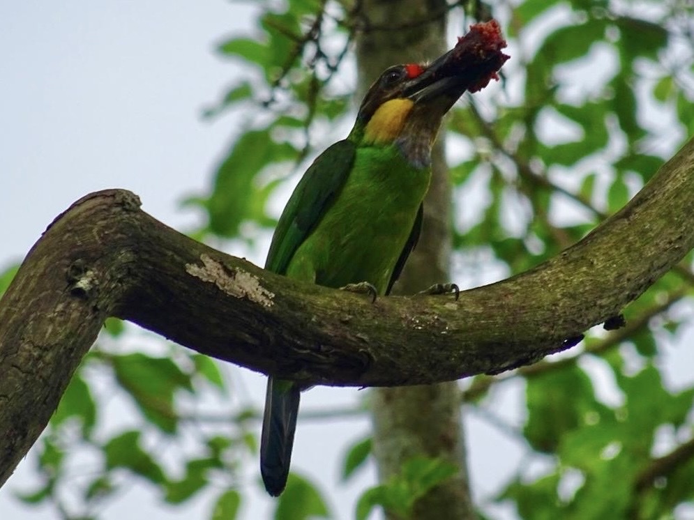 Golden-whiskered Barbet (Psilopogon chrysopogon), photo 6
