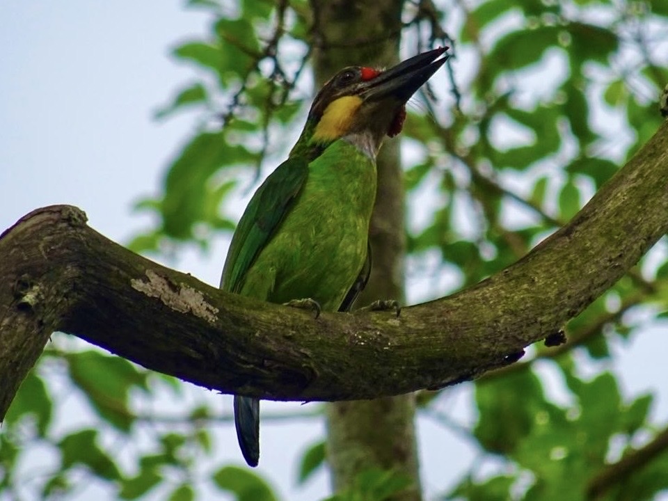 Golden-whiskered Barbet (Psilopogon chrysopogon), photo 7