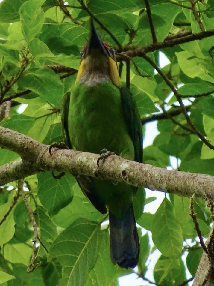 Golden-whiskered Barbet (Psilopogon chrysopogon), photo 8