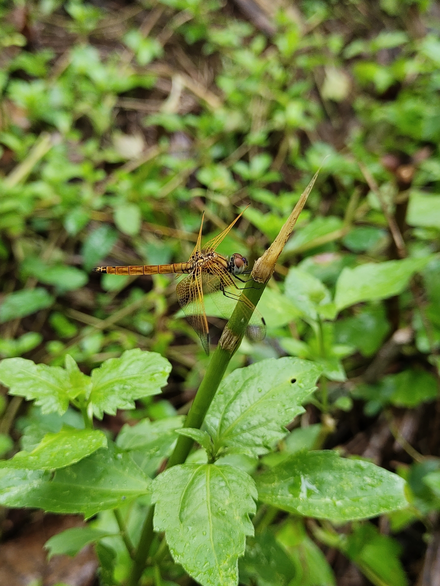 Crimson Marsh Glider