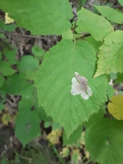 Cameraria corylisella
