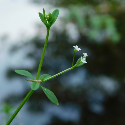 bald bedstraw (Galium orizabense)