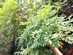 Spathodea campanulata