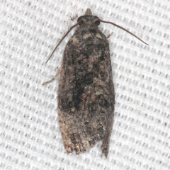 Gymnandrosoma punctidiscanum
