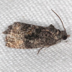 Gymnandrosoma punctidiscanum