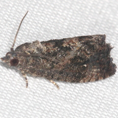 Gymnandrosoma punctidiscanum