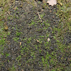 Scytinium juniperinum