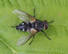 Dexiinae