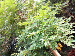 Spathodea campanulata