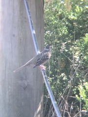 Zonotrichia leucophrys