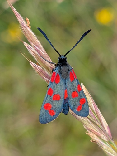 Transalpine burnet moth, 47330 Cavarc, France, photo 8 of 10