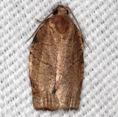 Choristoneura obsoletana