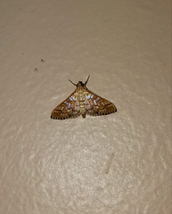 Epipagis fenestralis