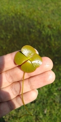 Marsilea mollis