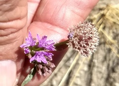 Monardella breweri lanceolata