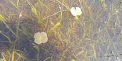 Marsilea mollis