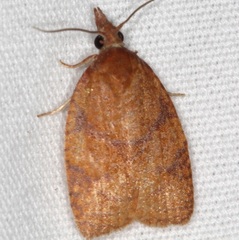 Cenopis directana