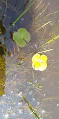 Marsilea mollis
