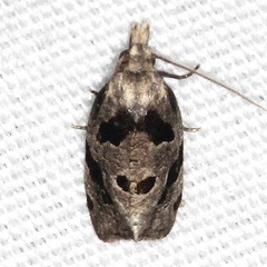 Aethes rana