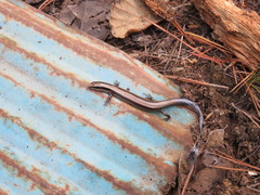 Plestiodon brevirostris