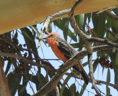 Pyrocephalus rubinus